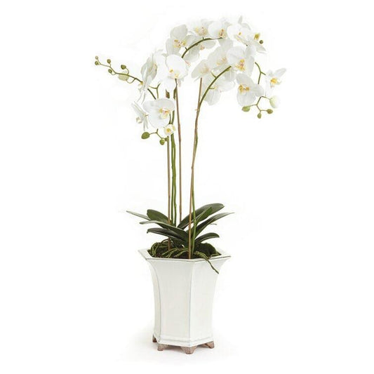 Phalaenopsis Floral Arrangement in Ceramic Pot - MAIA HOMES