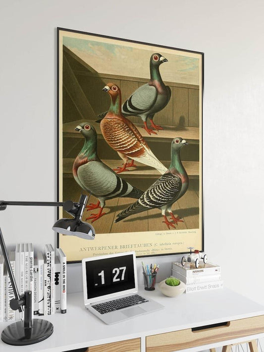 Pigeons Poster Print| Birds Poster