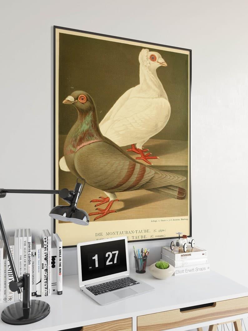 Pigeons Poster Print| Birds Poster