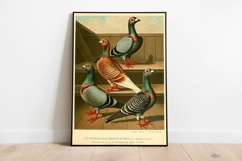 Pigeons Poster Print| Birds Poster