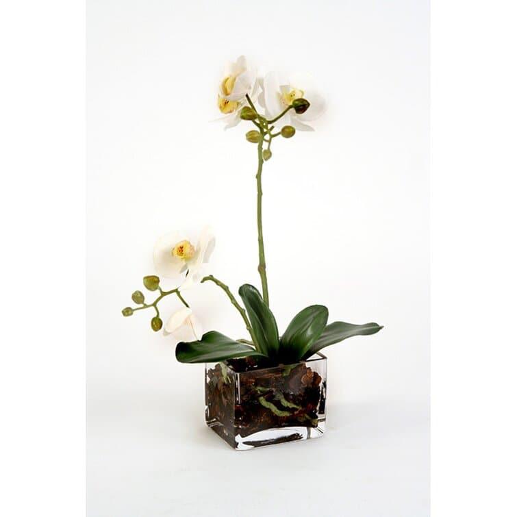 Silk Orchids Floral Arrangement in Glass Cube Default Title