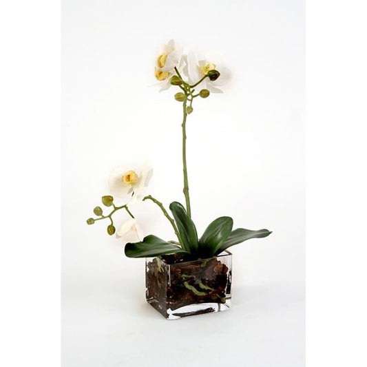 Silk Orchids Floral Arrangement in Glass Cube - MAIA HOMES