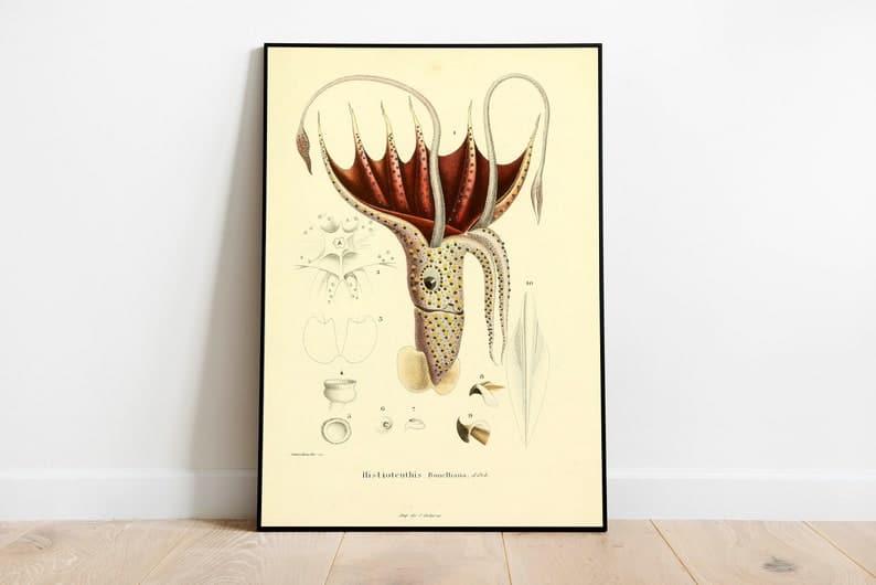 Squid Poster Print| Sea Life Art