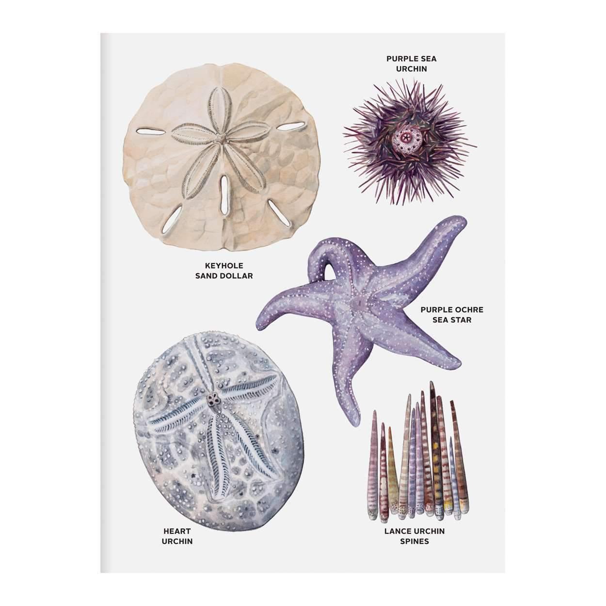 The Beachcomber's Companion Greeting Assortment Notecards