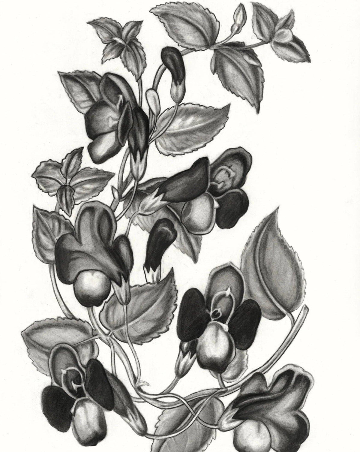 Torenia Asiatica Pulcherrima Print