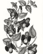 Torenia Asiatica Pulcherrima Print