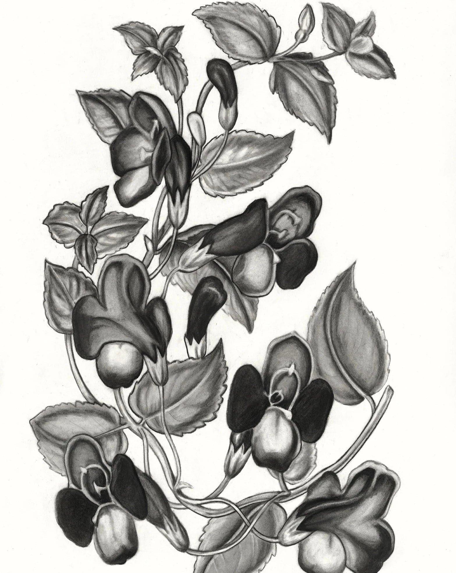 Torenia Asiatica Pulcherrima Print - MAIA HOMES