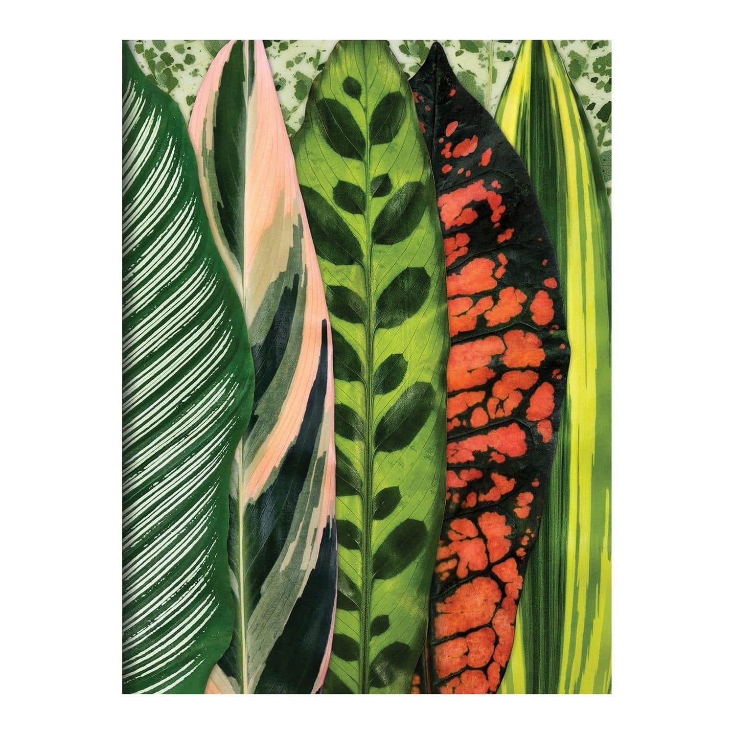 Troy Litten Houseplant Jungle Greeting Assortment Notecards - MAIA HOMES