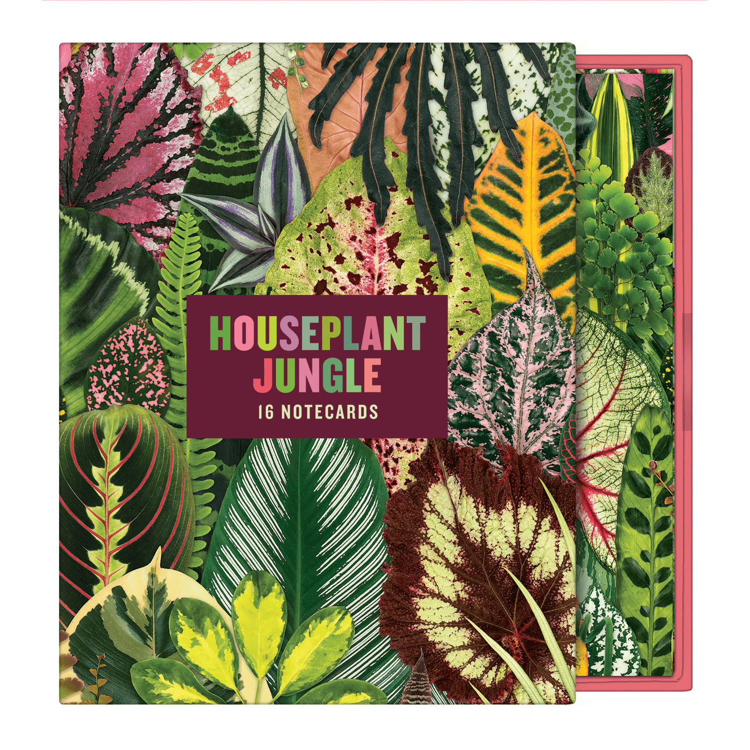 Troy Litten Houseplant Jungle Greeting Assortment Notecards