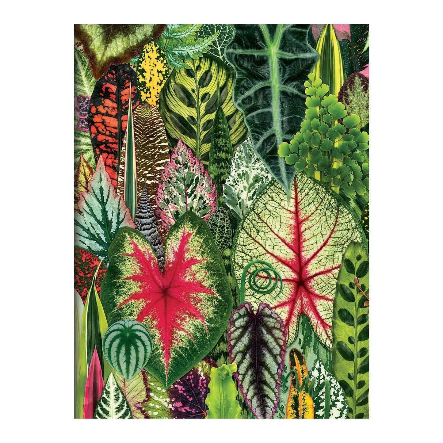 Troy Litten Houseplant Jungle Greeting Assortment Notecards - MAIA HOMES