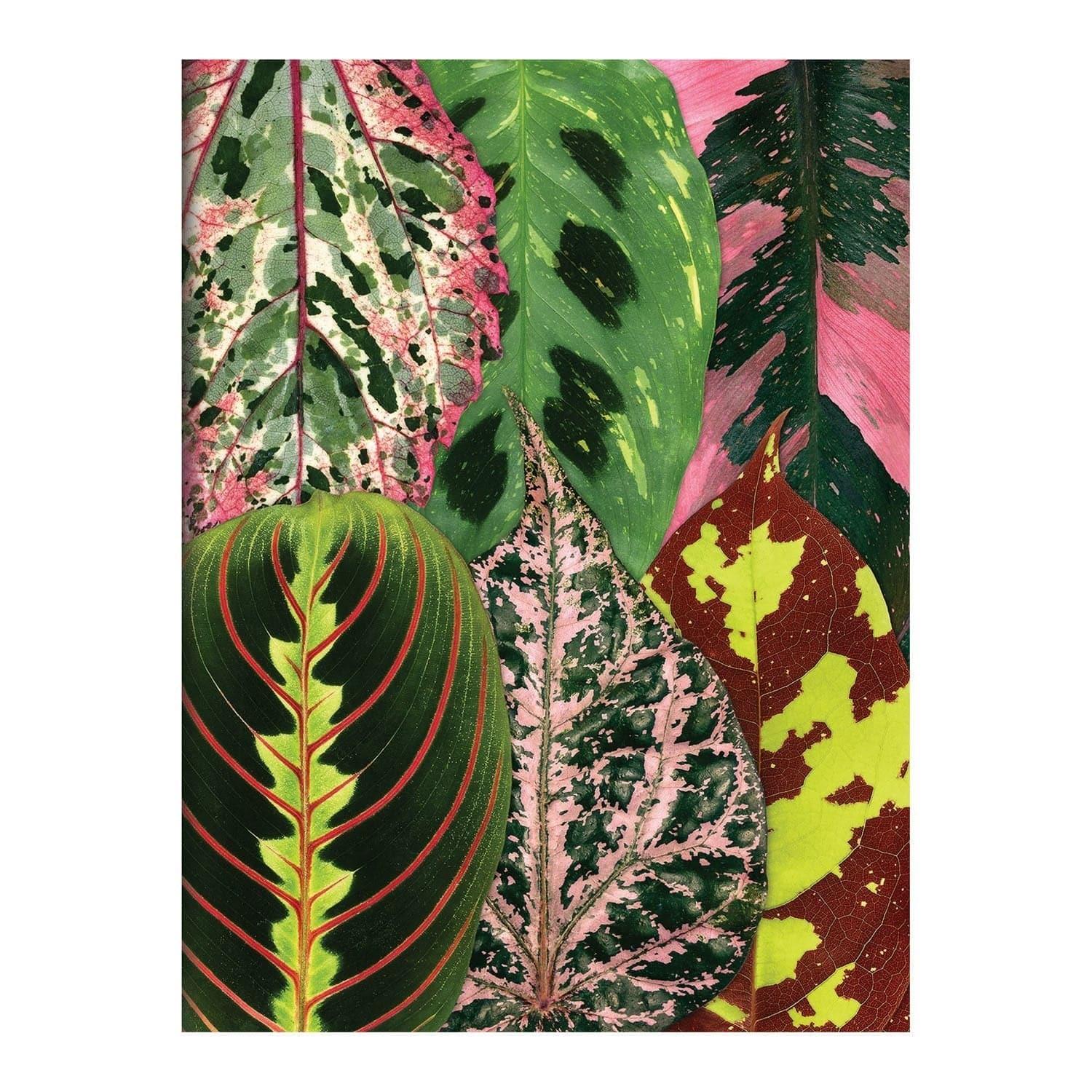 Troy Litten Houseplant Jungle Greeting Assortment Notecards