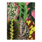 Troy Litten Houseplant Jungle Greeting Assortment Notecards - MAIA HOMES