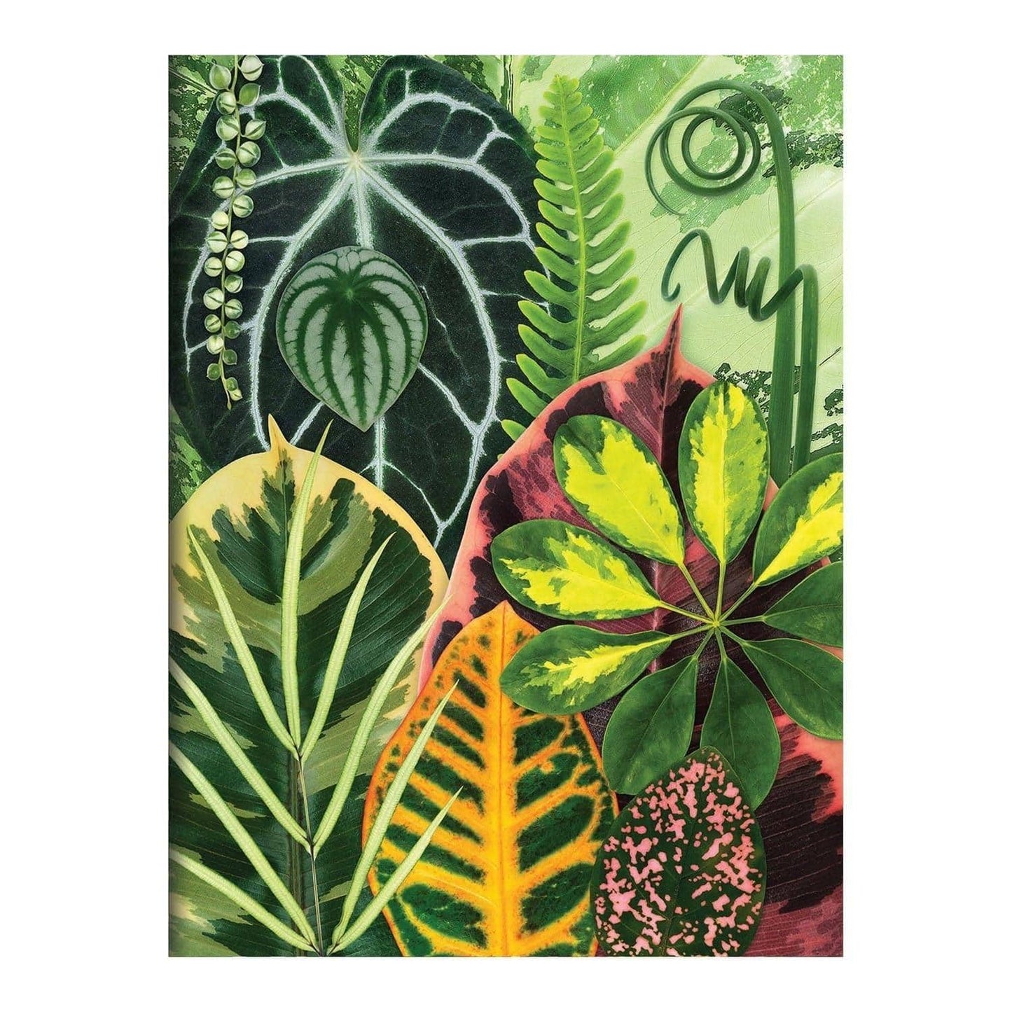 Troy Litten Houseplant Jungle Greeting Assortment Notecards