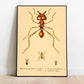 Vintage Ants Poster Print - MAIA HOMES