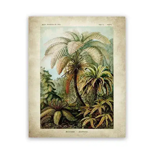 Vintage Ernst Haeckel Biology Botanical Wall Art Palm Trees