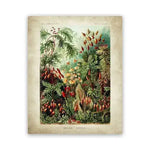 Vintage Ernst Haeckel Biology Botanical Wall Art Plants