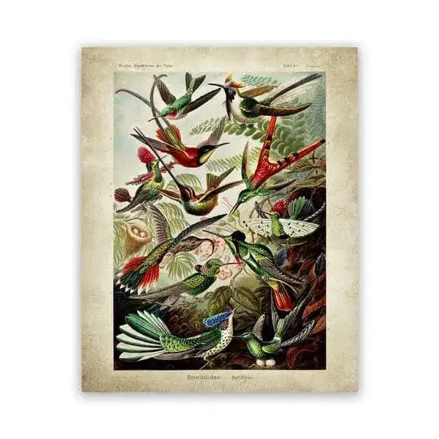 Vintage Ernst Haeckel Biology Botanical Wall Art Birds