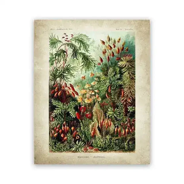 Vintage Ernst Haeckel Biology Botanical Wall Art
