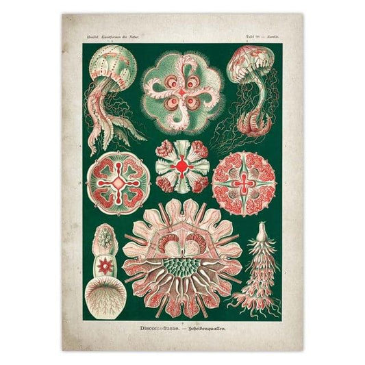 Vintage Jellyfish and Seaweed Marine Wall Art Poster Collection - MAIA HOMES