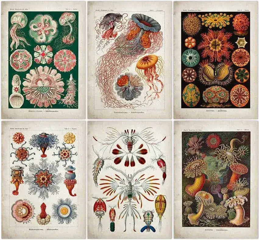 Vintage Jellyfish and Seaweed Marine Wall Art Poster Collection