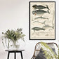 Vintage Ocean Whales Wall Chart Poster Print - MAIA HOMES